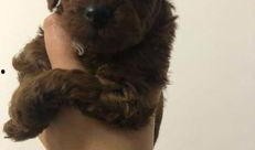 天门泰迪爆料视频播放,揭秘背后惊人真相