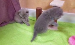 三只小猫咪爆料视频播放,揭秘萌宠日常趣事