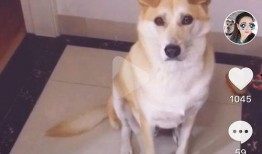 抖音网红狗子和我吃瓜,趣味互动引网友热议