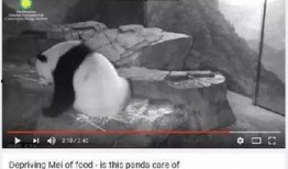 爆料美国动物园视频大全,视频大全背后的真实世界