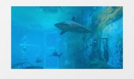 鲨鱼最新爆料视频下载,惊心动魄的幕后真相