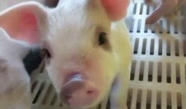 家有小猪仔的爆料视频