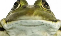 娱乐圈吃瓜酱青蛙,揭秘明星背后的故事