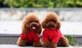 天门泰迪爆料视频播放,揭秘背后惊人真相