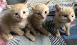 三只小猫咪爆料视频播放,揭秘萌宠日常趣事