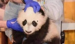 爆料美国动物园视频大全,视频大全背后的真实世界