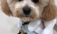 天门泰迪爆料视频播放,揭秘背后惊人真相