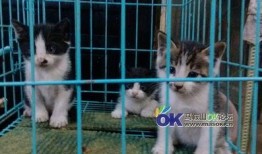 三只小猫咪爆料视频播放,揭秘萌宠日常趣事