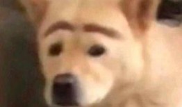 狗仔爆料娱乐圈沙雕动漫,娱乐圈沙雕动漫背后的秘密大曝光