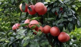 葡萄柚爆料配方视频