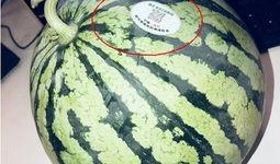 酒吧网红吃瓜是真的吗,是真是假，一探究竟