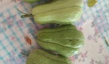 大神吃瓜免费,揭秘大神吃瓜背后的免费狂欢