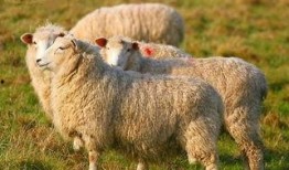 羊了个羊娱乐吃瓜爆料,揭秘娱乐圈最新爆料背后的真相